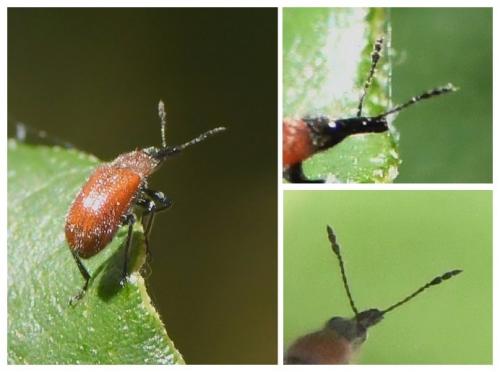 Réf. 232 052 : Lasiorhynchites coeruleocephalus